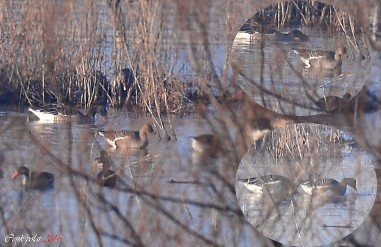 Taiga Bean-Goose